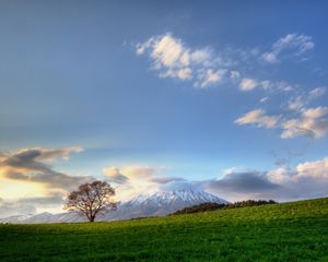 Preview wallpaper tree, sky, clouds, meadow