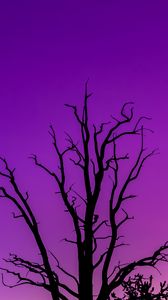Preview wallpaper tree, sky, dusk, minimalism, purple
