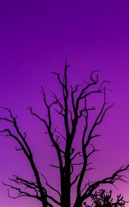 Preview wallpaper tree, sky, dusk, minimalism, purple