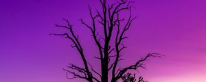 Preview wallpaper tree, sky, dusk, minimalism, purple