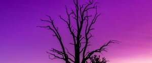 Preview wallpaper tree, sky, dusk, minimalism, purple