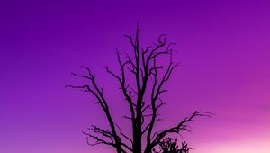 Preview wallpaper tree, sky, dusk, minimalism, purple