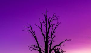 Preview wallpaper tree, sky, dusk, minimalism, purple
