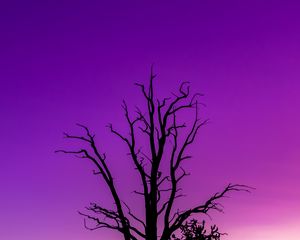 Preview wallpaper tree, sky, dusk, minimalism, purple