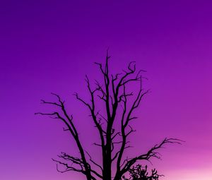 Preview wallpaper tree, sky, dusk, minimalism, purple