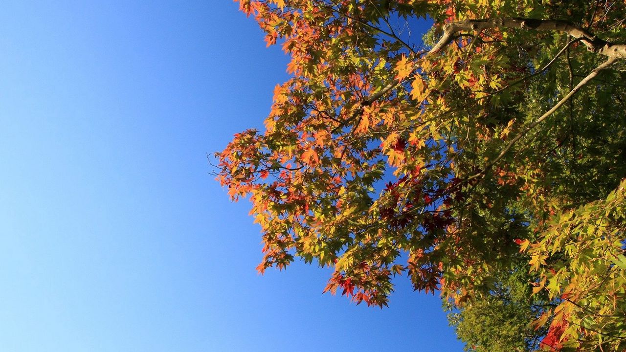 Wallpaper tree, sky, foliage, autumn