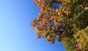 Preview wallpaper tree, sky, foliage, autumn