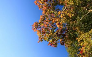 Preview wallpaper tree, sky, foliage, autumn