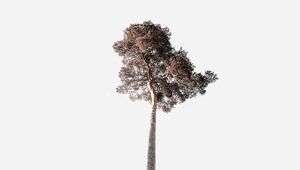 Preview wallpaper tree, sky, minimalism, trunk, crown, tall