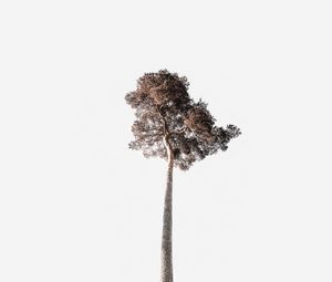 Preview wallpaper tree, sky, minimalism, trunk, crown, tall