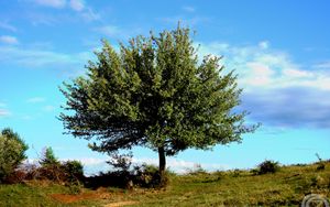 Preview wallpaper tree, sky, nature