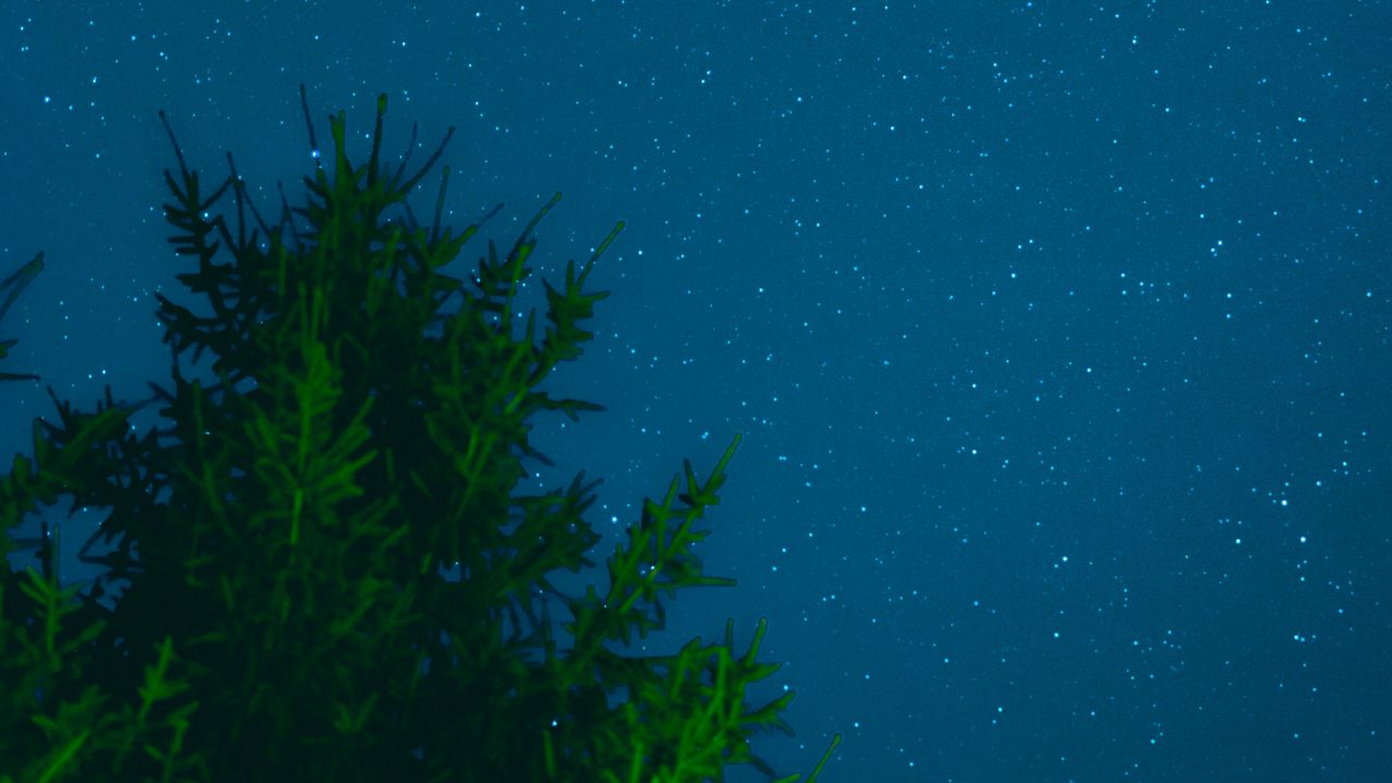 Wallpaper tree, sky, stars, night
