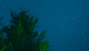 Preview wallpaper tree, sky, stars, night