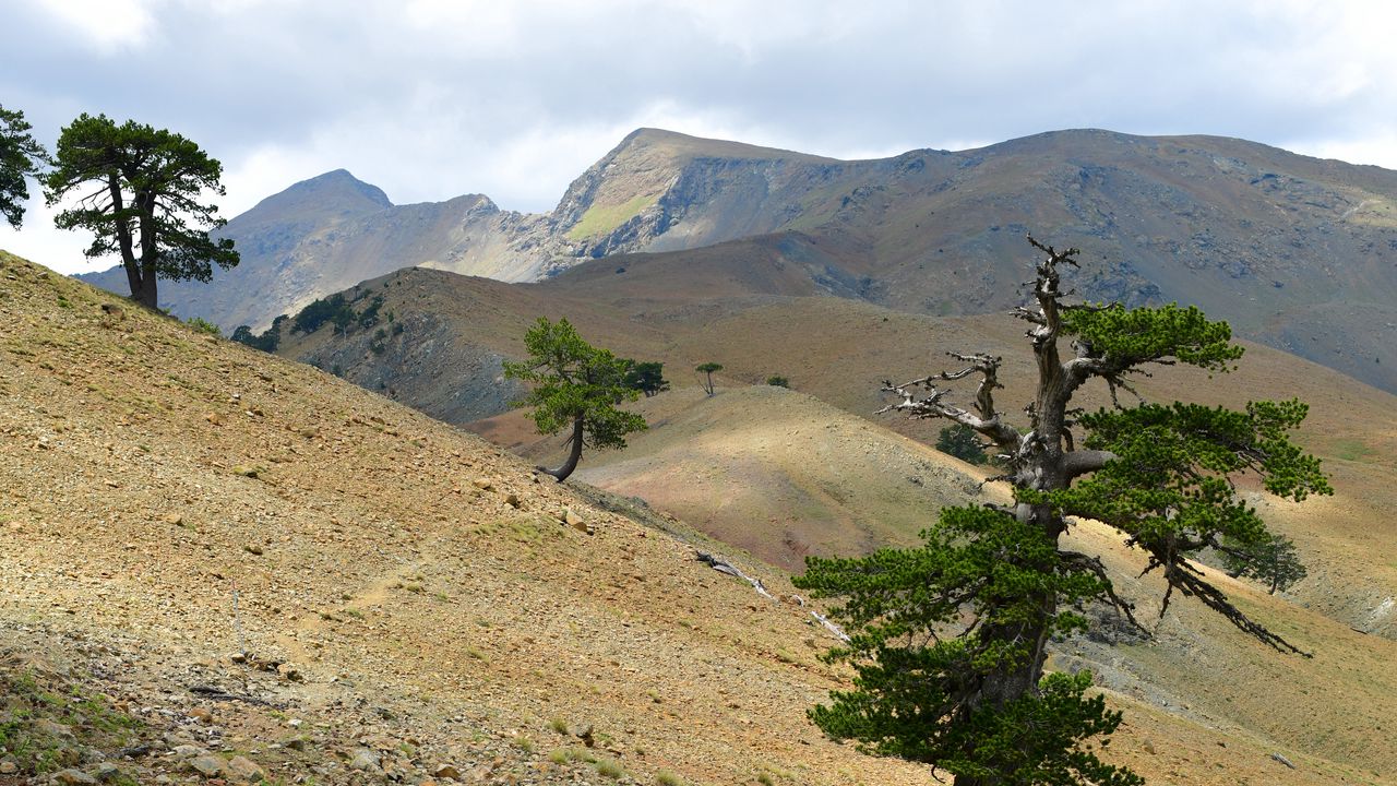 Wallpaper tree, slope, branches, hills
