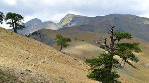 Preview wallpaper tree, slope, branches, hills