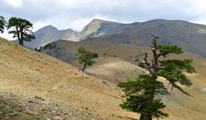 Preview wallpaper tree, slope, branches, hills