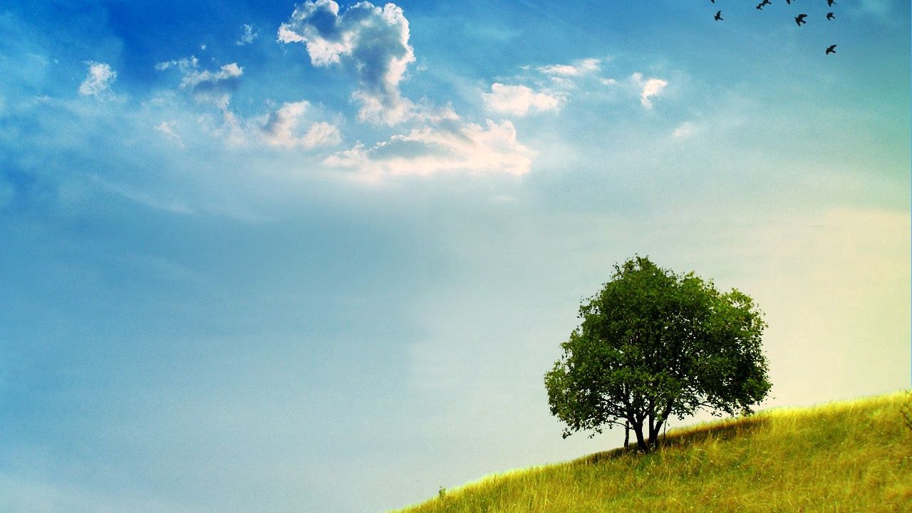 Wallpaper tree, slope, grass, greens, sky, birds
