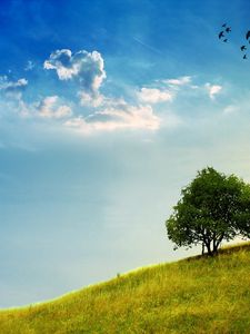 Preview wallpaper tree, slope, grass, greens, sky, birds