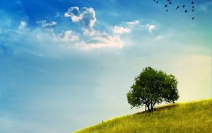 Preview wallpaper tree, slope, grass, greens, sky, birds