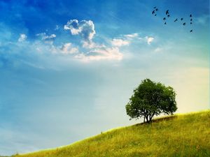 Preview wallpaper tree, slope, grass, greens, sky, birds