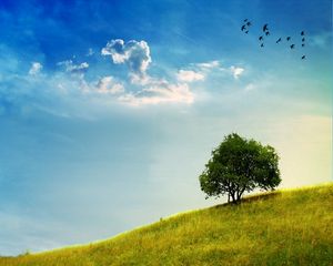 Preview wallpaper tree, slope, grass, greens, sky, birds