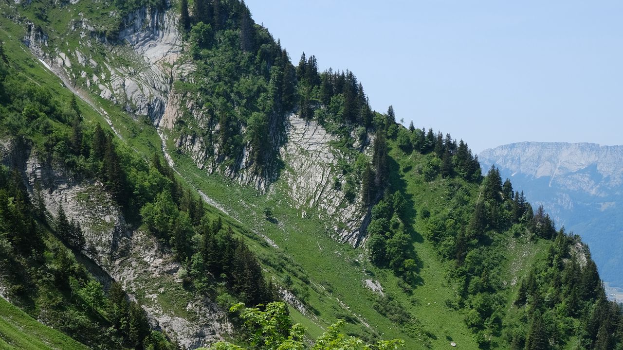 Wallpaper tree, slope, mountain, grass