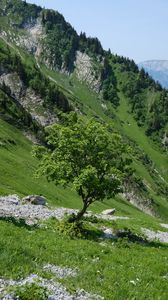 Preview wallpaper tree, slope, mountain, grass