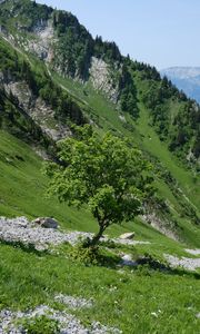 Preview wallpaper tree, slope, mountain, grass