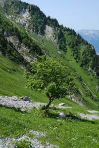 Preview wallpaper tree, slope, mountain, grass