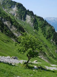 Preview wallpaper tree, slope, mountain, grass