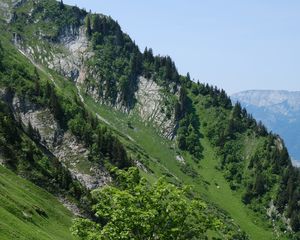 Preview wallpaper tree, slope, mountain, grass