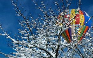 Preview wallpaper tree, snow, air balloon, winter