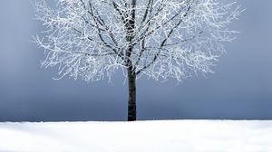 Preview wallpaper tree, snow, branches, snowy