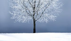 Preview wallpaper tree, snow, branches, snowy