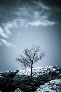 Preview wallpaper tree, snow, bushes, sky, nature, winter