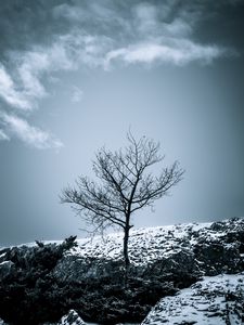 Preview wallpaper tree, snow, bushes, sky, nature, winter