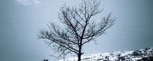 Preview wallpaper tree, snow, bushes, sky, nature, winter