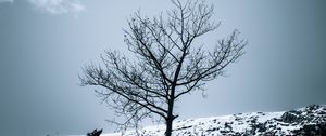 Preview wallpaper tree, snow, bushes, sky, nature, winter