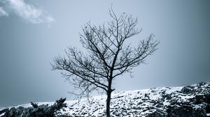 Preview wallpaper tree, snow, bushes, sky, nature, winter