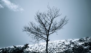 Preview wallpaper tree, snow, bushes, sky, nature, winter