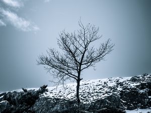 Preview wallpaper tree, snow, bushes, sky, nature, winter