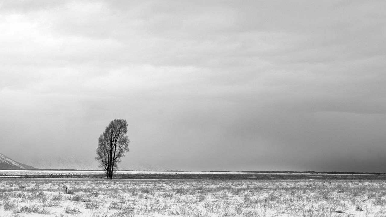 Wallpaper tree, snow, bw, minimalism, winter