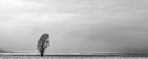 Preview wallpaper tree, snow, bw, minimalism, winter