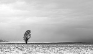 Preview wallpaper tree, snow, bw, minimalism, winter