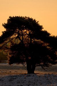 Preview wallpaper tree, snow, crone, decline, evening