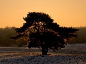 Preview wallpaper tree, snow, crone, decline, evening