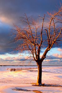 Preview wallpaper tree, snow, fence, desert