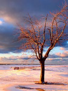 Preview wallpaper tree, snow, fence, desert