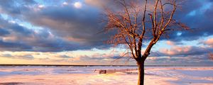 Preview wallpaper tree, snow, fence, desert