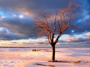 Preview wallpaper tree, snow, fence, desert